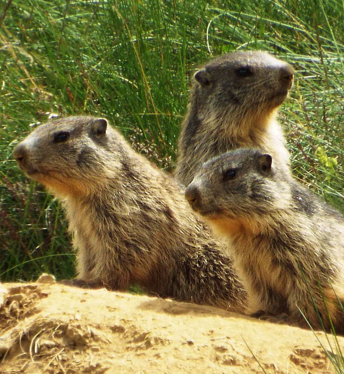 Marmotes Vall de Boí