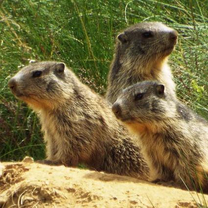 Marmotes Vall de Boí